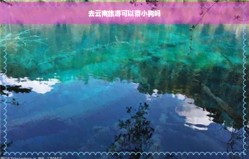 去云南旅游可以带小狗吗