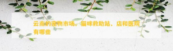 云南的宠物市场、猫咪救助站、店和医院有哪些