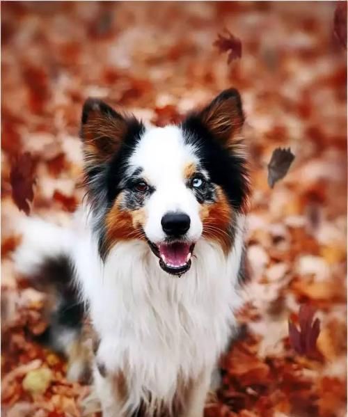 如何训练边境牧羊犬——宠物家庭必备技能（从基础训练到高级技巧，打造完美边牧）