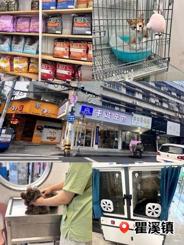 温州宠物店开在镇上就是不好吗？