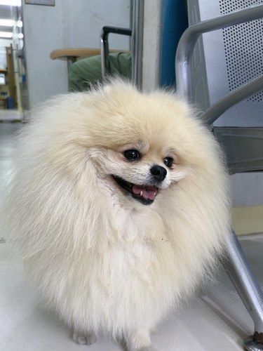 这家宠物医院怎么这样子