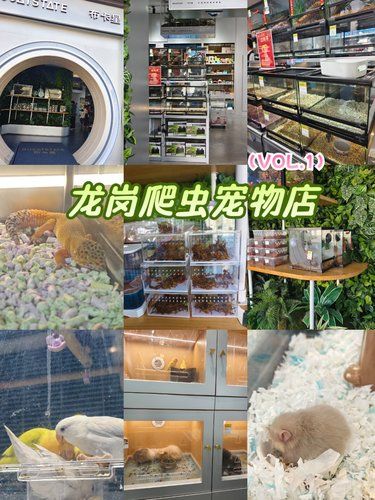 在龙岗，这家宠物店超有趣！
