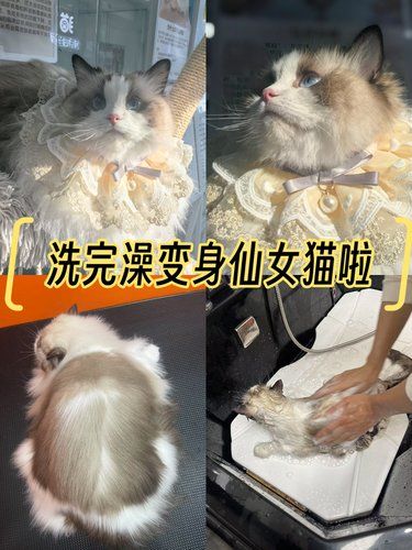 洗完澡变身仙女猫啦‍♀️