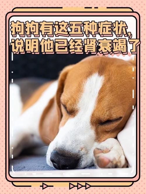 狗狗肾衰一直不吃东西怎么办