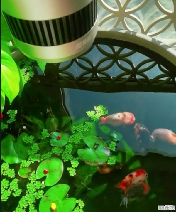 观赏鱼长途运输后怎么抢救