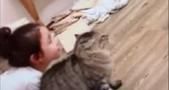 猫咪看到小主人被欺负了,对着狗子就是一顿踢,朕的人你也敢碰!