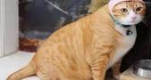 猫咪体重飙升,主人强迫它锻炼减肥,露出八块腹肌后主人笑喷了