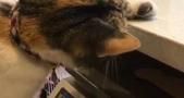 猫在店里抓苍蝇,一爪拍下去后小心翼翼捂着偷瞄,这动作跟人一样