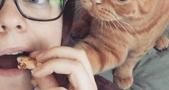 猫咪发现主人偷吃小鱼干,使出浑身解数讨食,这个动作萌化了