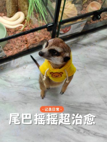 看！狐獴呐！像哈士奇一样的狐獴！超喜欢