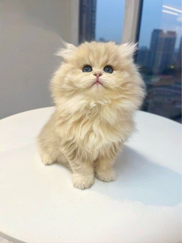 成都宝藏猫舍，力推！！！