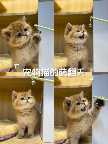 乖宝宝超多的猫舍
