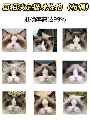 猫咪面相看性格，看看你家猫咪是哪种