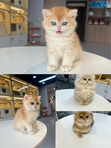 成都这家猫舍，来了真的不怕找不到心仪小猫[色]