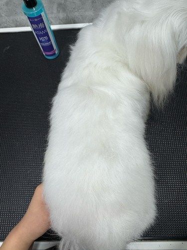 长期洗伊珊娜的马尔济斯
