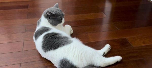宠物猫为什么会脑袋歪（探究宠物猫脑袋歪的原因和治疗方法）