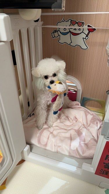 萌宠治愈时刻