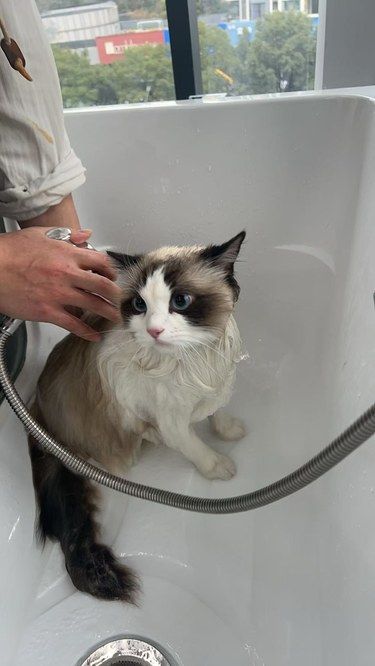 洗个澡变个身过个年