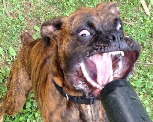 「搞笑狗狗理发」，让你的宠物成为萌萌哒（狗狗理发的秘密武器）
