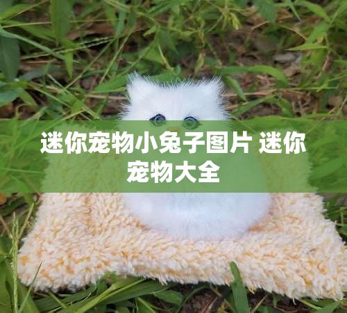 迷你宠物小兔子图片 迷你宠物大全