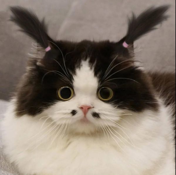 猫咪头像可爱治愈 微信搞笑猫咪头像高清