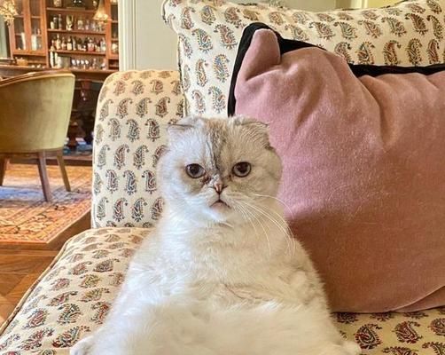 猫尿路改造手术费用一览（了解手术费用的关键）