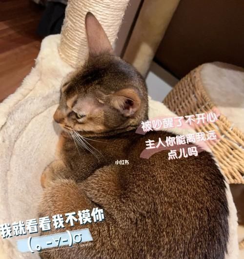 猫尿路改造手术费用一览（了解手术费用的关键）