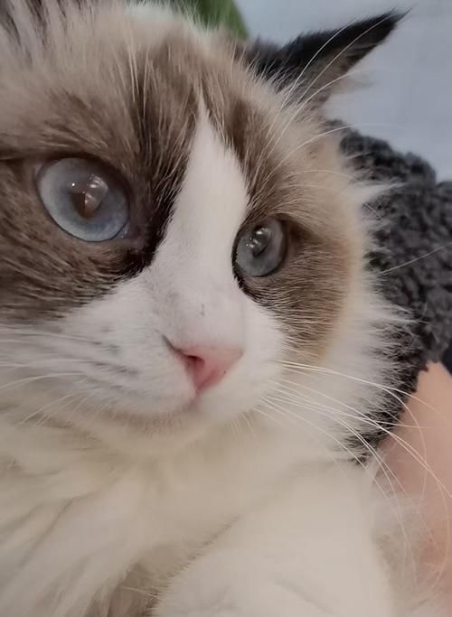 猫尿路改造手术费用一览（了解手术费用的关键）