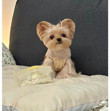 西安靠谱小型犬犬舍推荐
