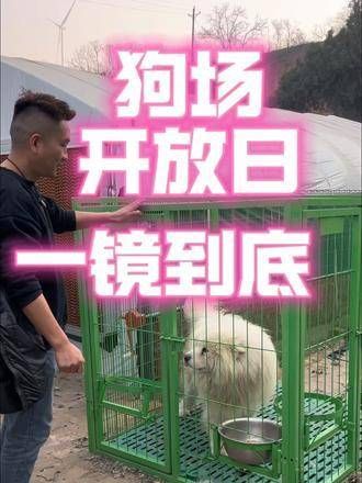 狗场的日常，全是可爱的宠物狗