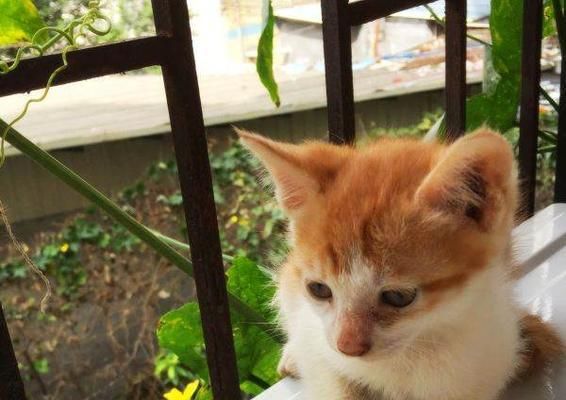 三个月小猫的活泼表现（探索小猫成长的奥秘）