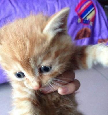 三个月小猫的活泼表现（探索小猫成长的奥秘）