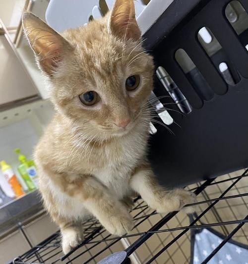 三个月小猫的活泼表现（探索小猫成长的奥秘）