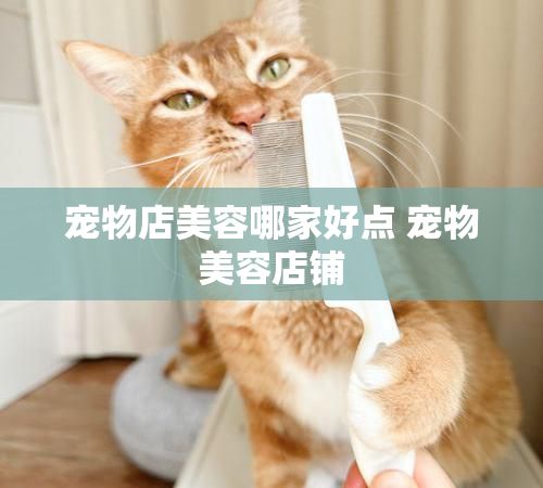 宠物店美容哪家好点 宠物美容店铺