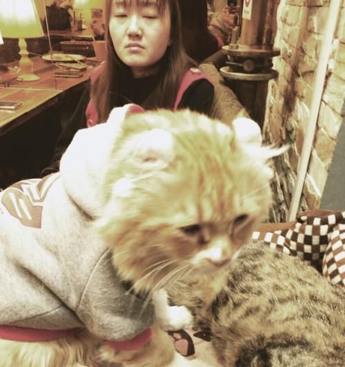 探访上海田子坊猫咪咖啡厅——与萌宠共享午后时光（体验与猫咪亲密接触的乐趣）