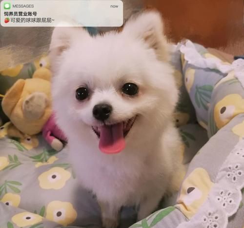 鹿犬饲养秘籍（让你少走弯路，照顾宠物鹿犬更得心应手）