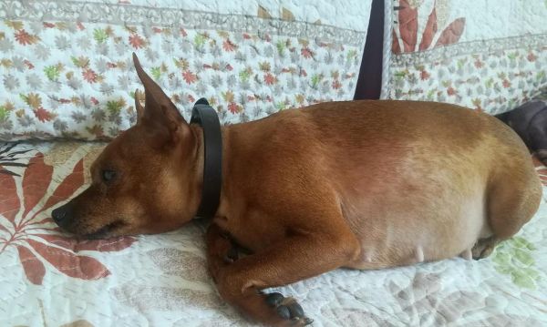 鹿犬饲养秘籍（让你少走弯路，照顾宠物鹿犬更得心应手）
