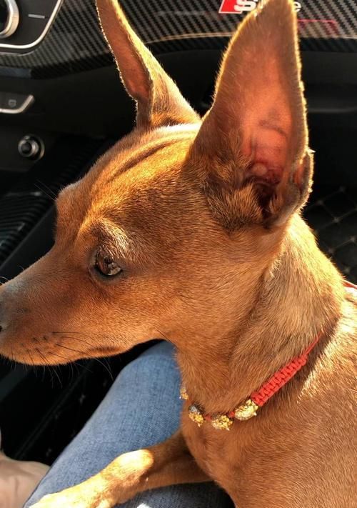 鹿犬饲养秘籍（让你少走弯路，照顾宠物鹿犬更得心应手）