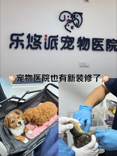 带着毛孩子体检的一天