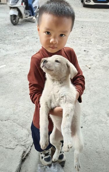 狗狗是唯一爱你胜过爱自己的生物