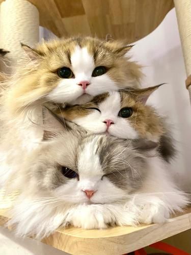 南方小猫过冬的正确打开方式