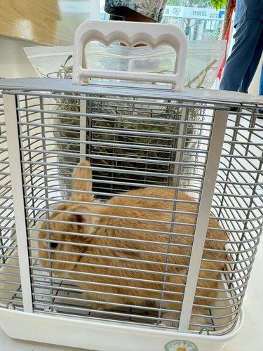 带兔子和鸟一起来看病 