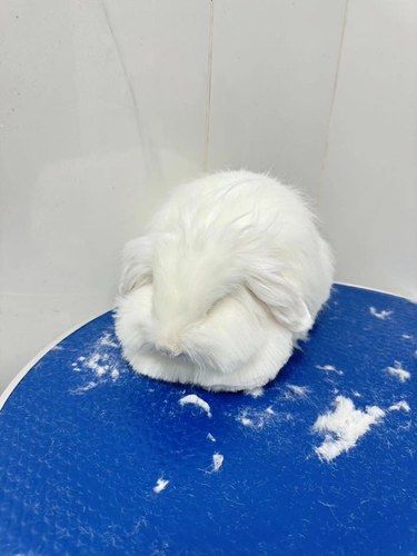 很好的兔兔专科医院