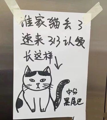 寻猫启事