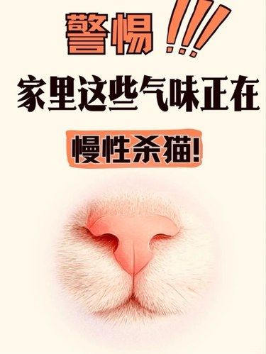 警惕！家里这些气味正在慢性杀猫！