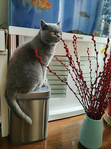 今天猫主子心情复杂了