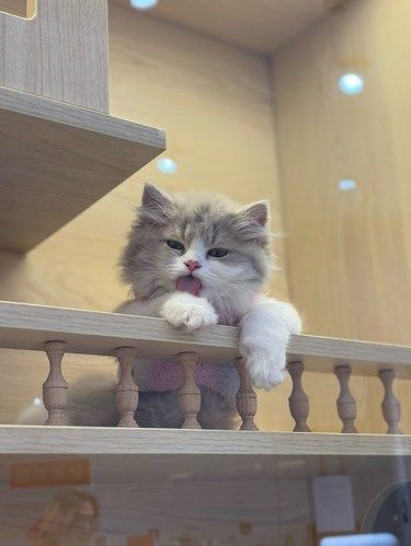 猫星人的懒惰日常