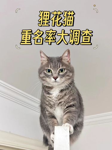 狸花猫重名率大调查！