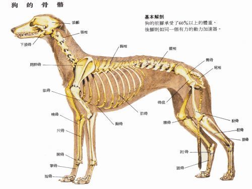 狗狗骨骼系统结构与生长发育指南