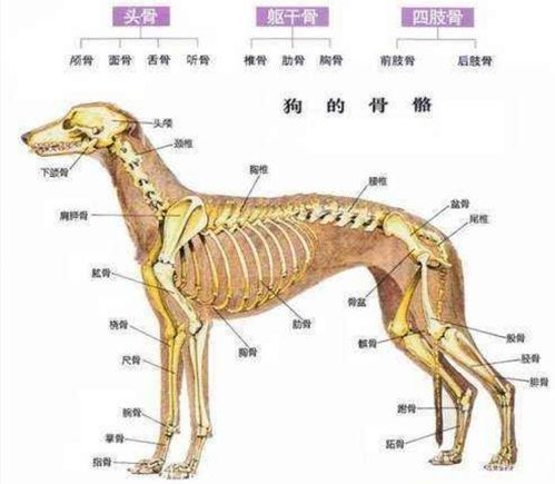 狗狗骨骼系统结构与生长发育指南